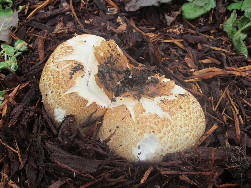 I don't think this mushroom was there yesterday and it's rather large. I should find a ruler to measure it.