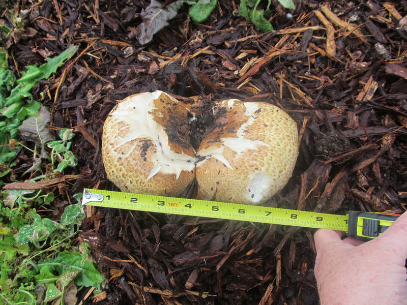 The mushroom is about 8 inches long.