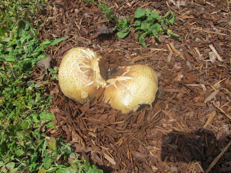 i think the mushrooms have gotten bigger.