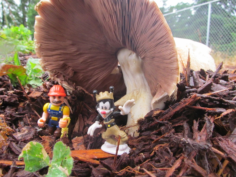 Mushroom with visitors.