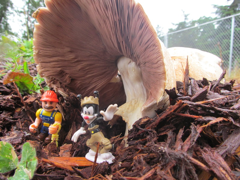 Mushroom with visitors.