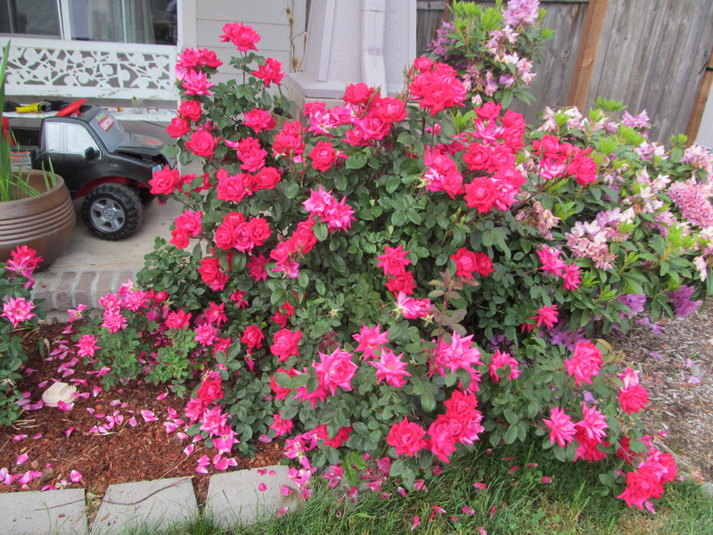 This is the "Latia Rose" in front of Joseph's house. Flower.
