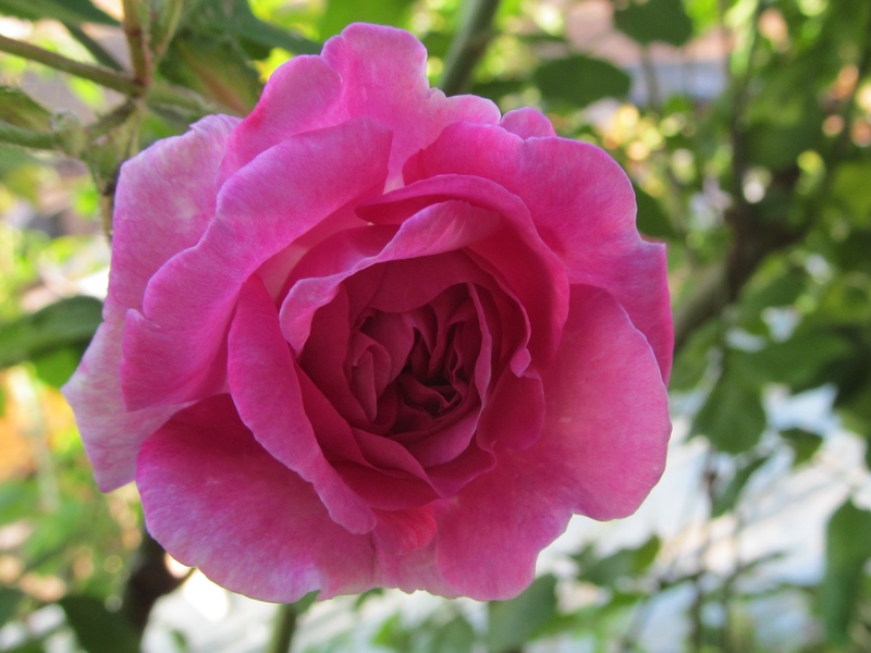 An original "Rosewold" rose. It's a climbing rose. Flower.