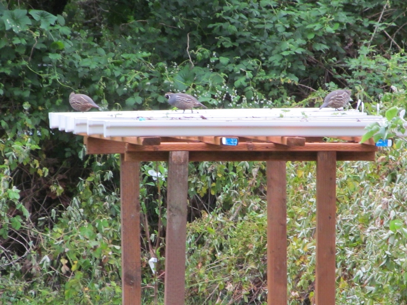 The Quail are on top of the strawberry arbor. Bird.