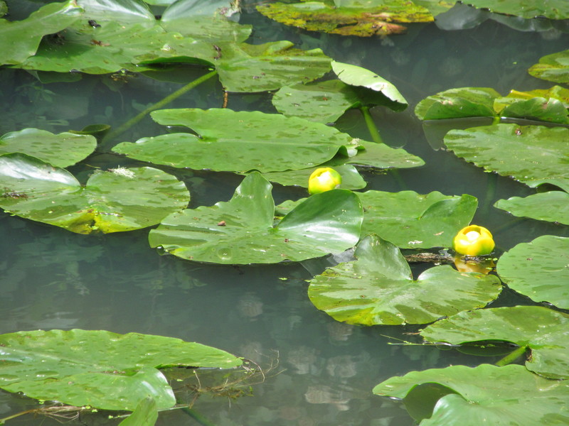 Lily pond. Flower.
