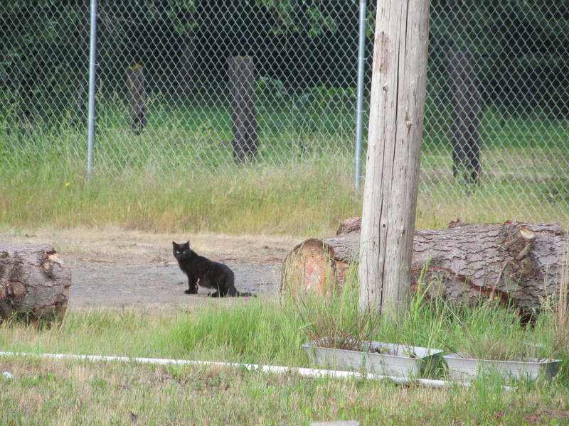 Another local cat. Lawsons have about 5 black cats.