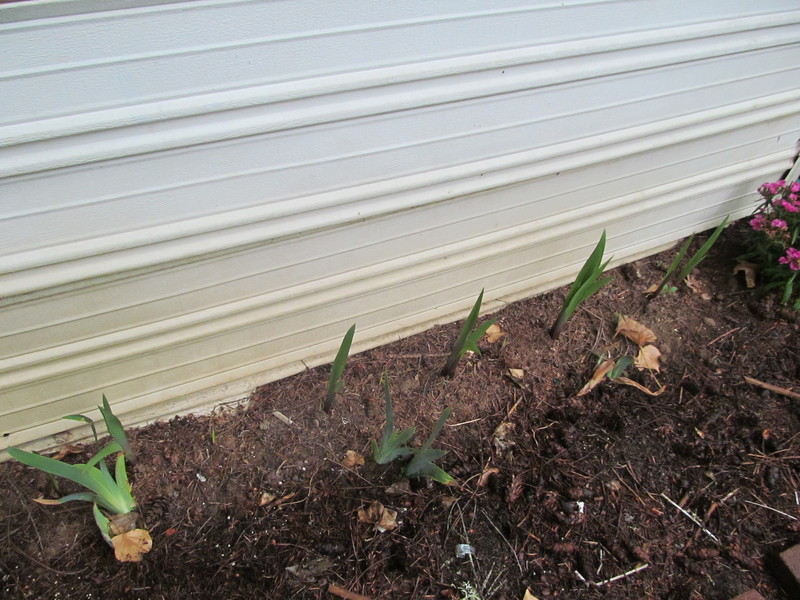I just noticed the Gladiolas coming up. The irises aren't looking so great. I also noticed that this stretch doesn't get rain like I thought it would.