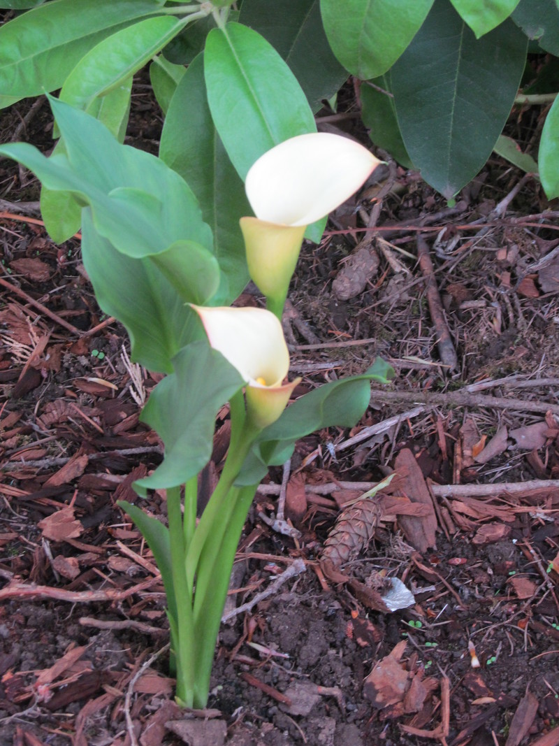 Calla Lilly I bought and planted.