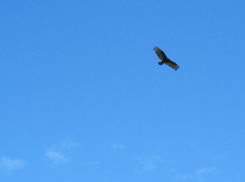 More pictures of a Turkey Vulture. Bird.