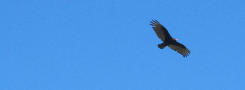 More pictures of a Turkey Vulture. Bird.
