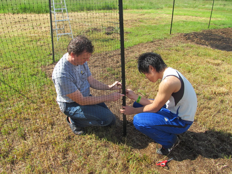 Joseph and Kai installing electrical ties to attach the fencing to the posts.