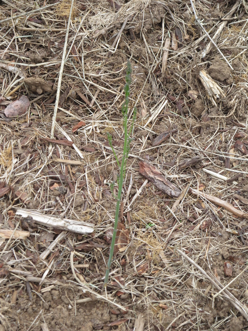 YAY! The asparagus is up! I was wondering if it would ever come up.