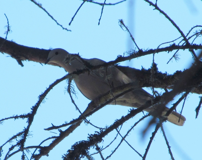 Eurasian Collared-Dove. Bird.