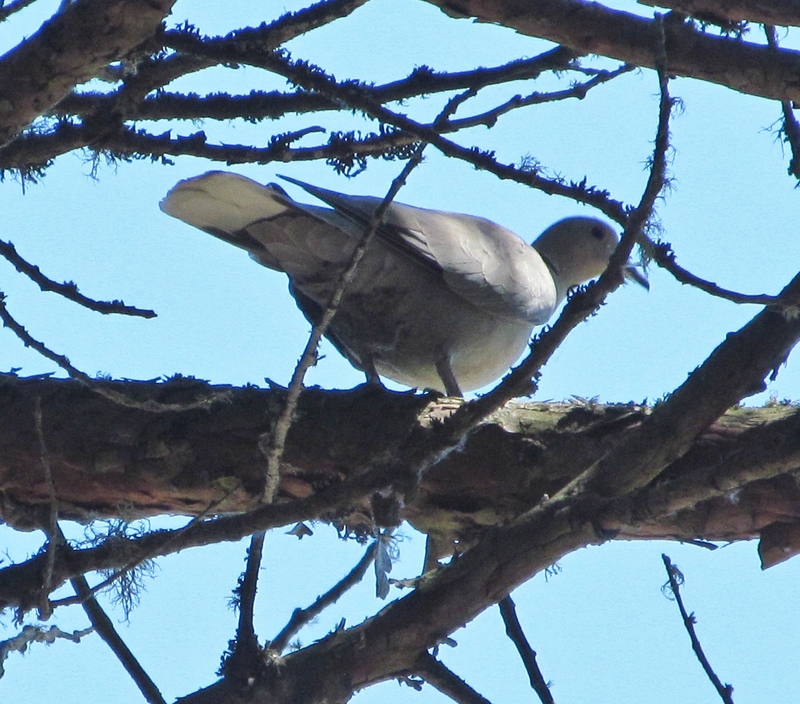 Eurasian Collared-Dove. Bird.