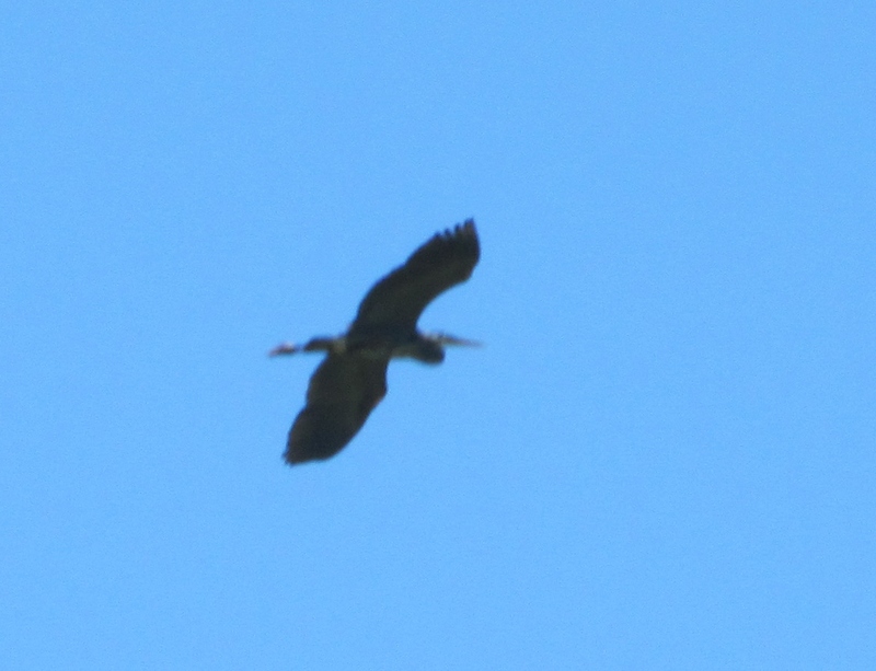 great blue heron? Bird.