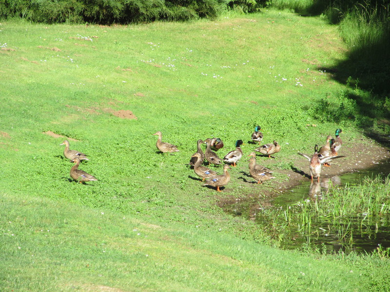 neighbors yard with mallard ducks. bird