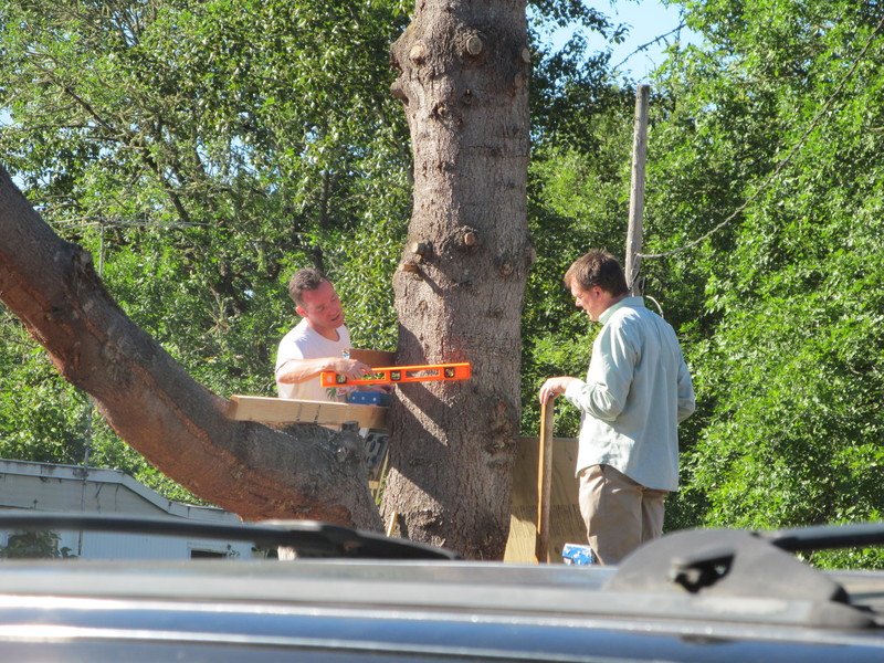 July 3: Chuck, Joseph. Deciding where to make the cut into the tree. Level.