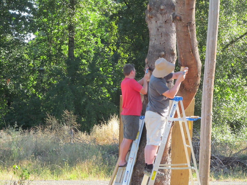 July 5: Daniel, Ben, chiseling into the tree. Side one.
