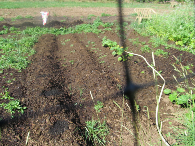 Jean and Isaac planted a row of sweet potatoes. Deer fence in the foreground.