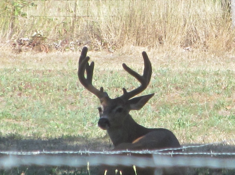 Five-point buck, antlers in velvet.