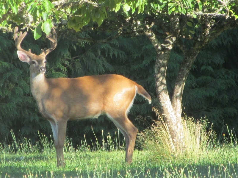 Five-point buck, antlers in velvet.