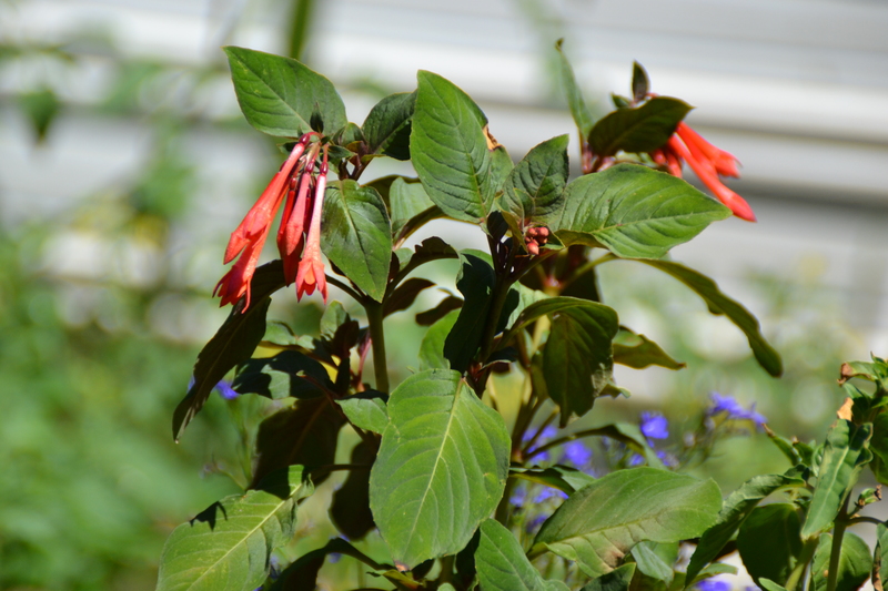 I was watching a hummingbird eat from the fuchsia, but of course, it was gone by the time I got the camera.