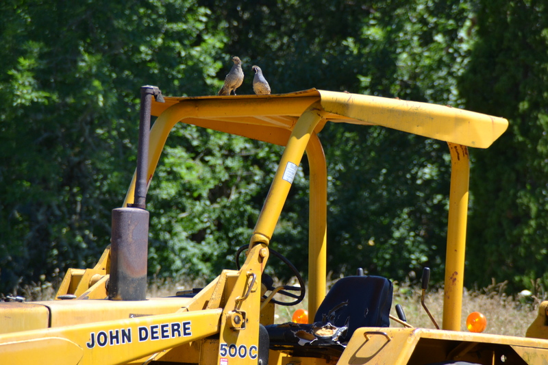 Everyone loves a John Deere. Isn't this a great date? California Quail Birds