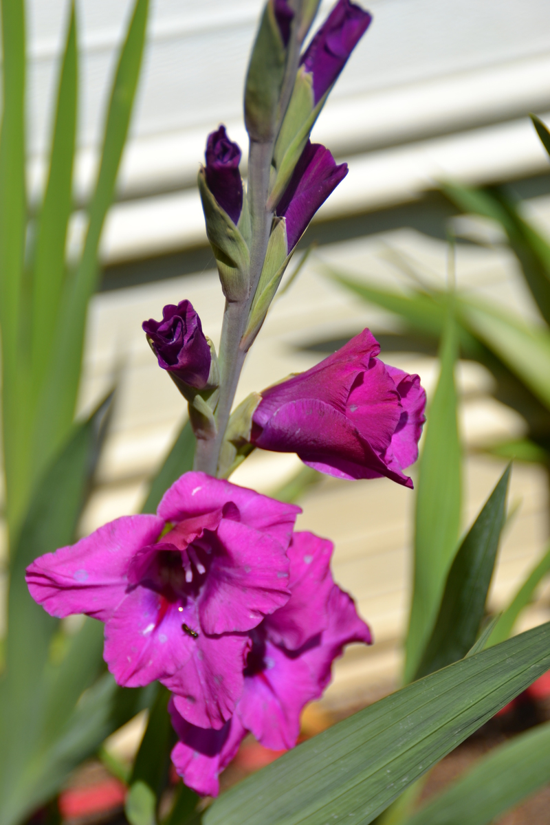Our first gladiolus blooming.