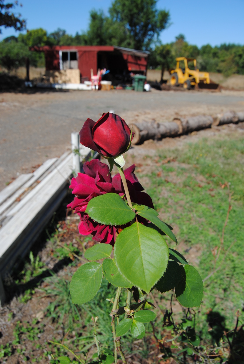 A rose transplanted this year.