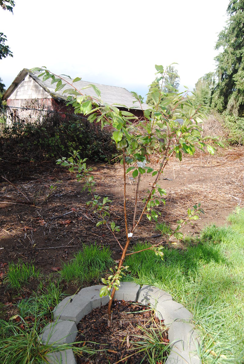 Satsuma plum tree