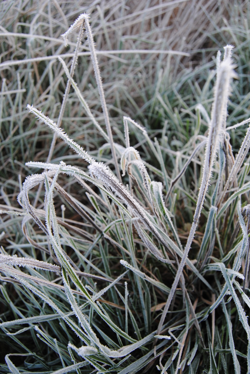 Some frosty grass.