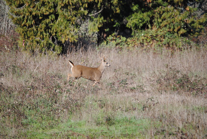 A 3 point male deer heading north towards the fence.