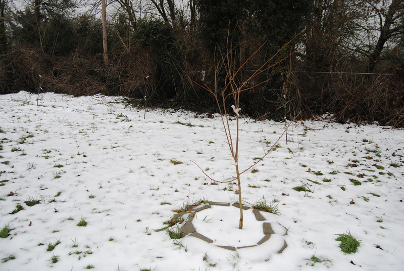 Fruit tree in the snow.