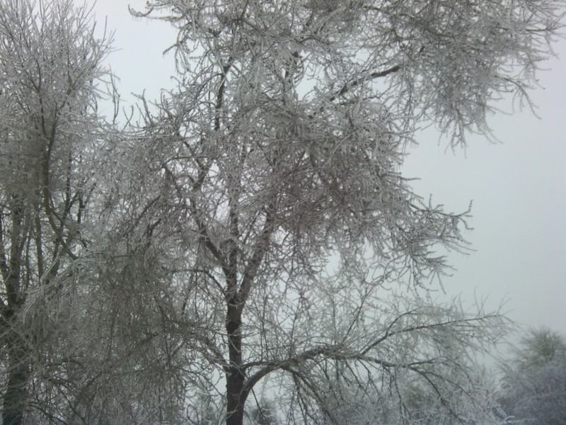 Snow and ice on the tree branches.