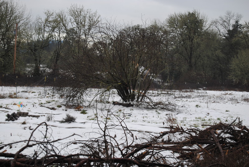 The elderberry tree lost some branches to the freezing rain. Broken tree branches. Ice storm.