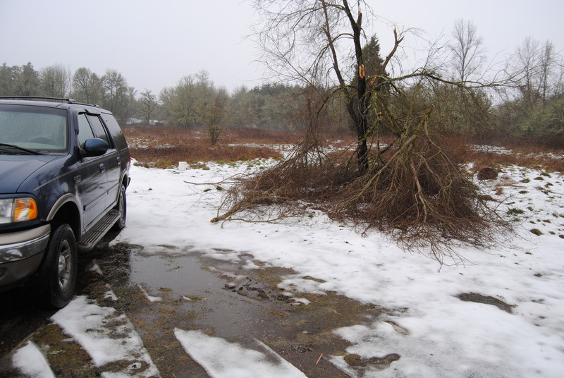 A broken tree near where the white trailer used to be. Ice storm.