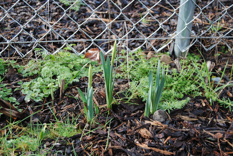 Daffodils popping up after a long, cold winter.
