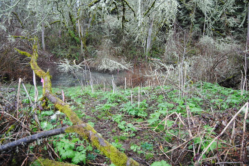 The northwest corner of the property.  It appears that many large animals have been here recently.