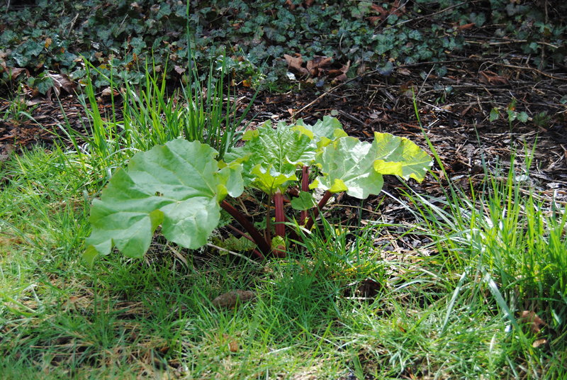 Rhubarb. It survived the winter.
