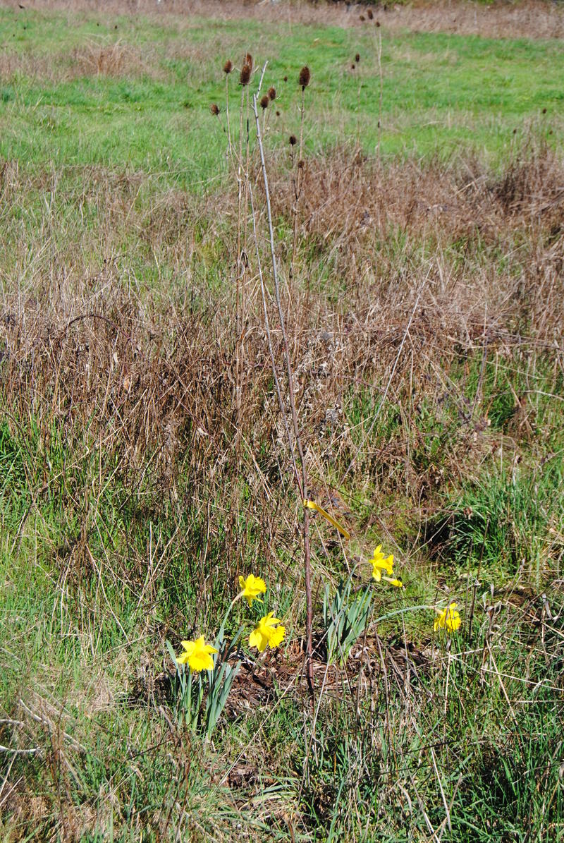 Daffodils around a dead plum tree.