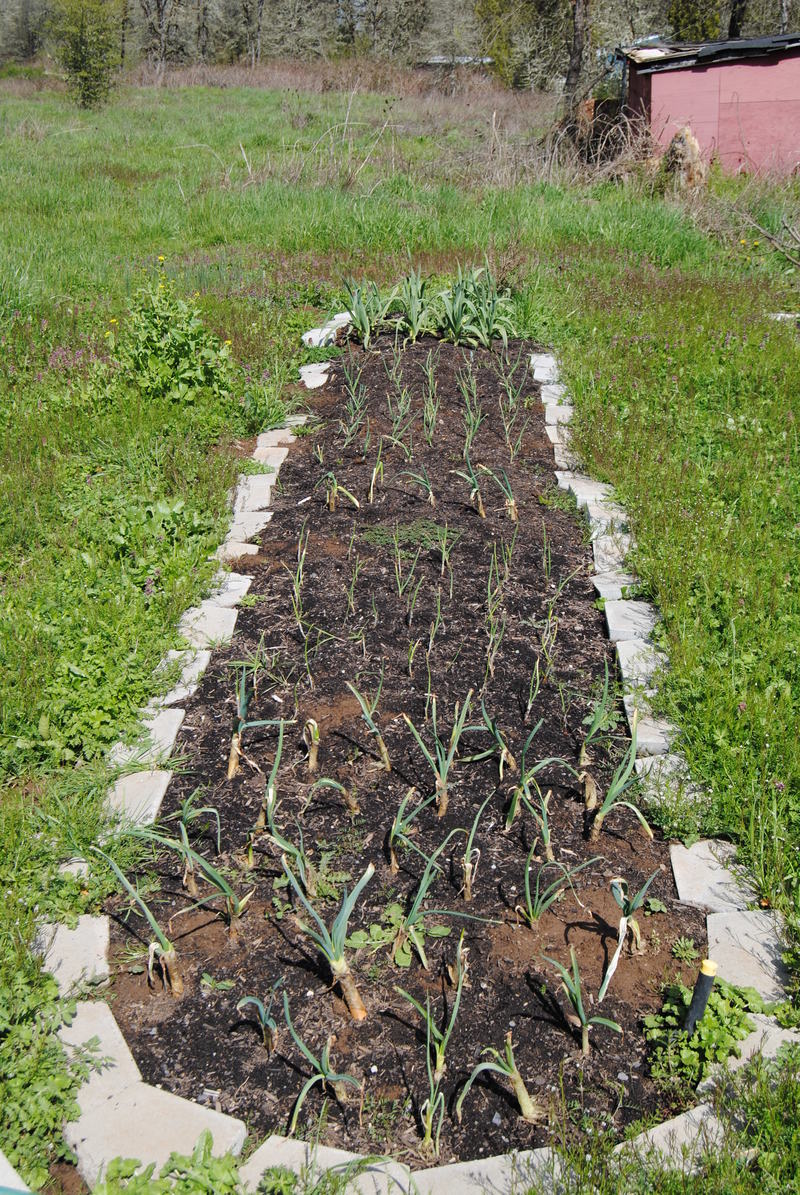 From front to back: Walla walla onions, red onions, thyme, yellow onions, elephant garlic.