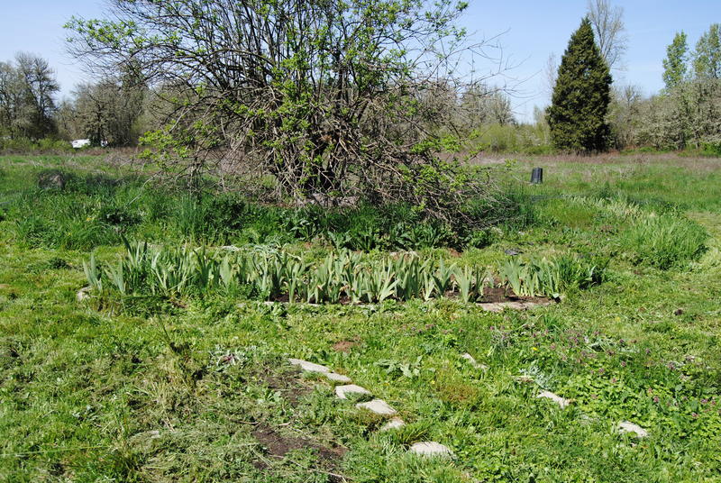 The iris garden after a lot of weeding.