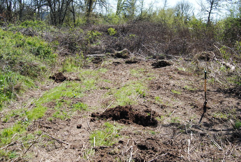Holes that have been dug for transplanting the apple trees.