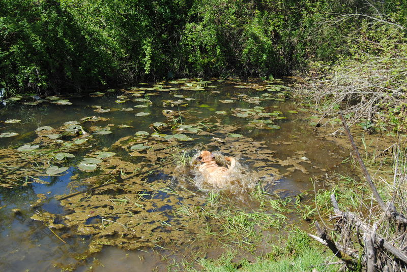 Pono in the pond. I love that splash!
