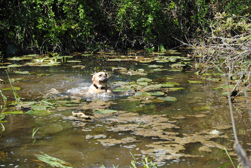 Pono in the pond. He looks very satisfied.