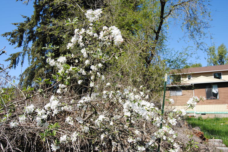 Flowering apple tree.