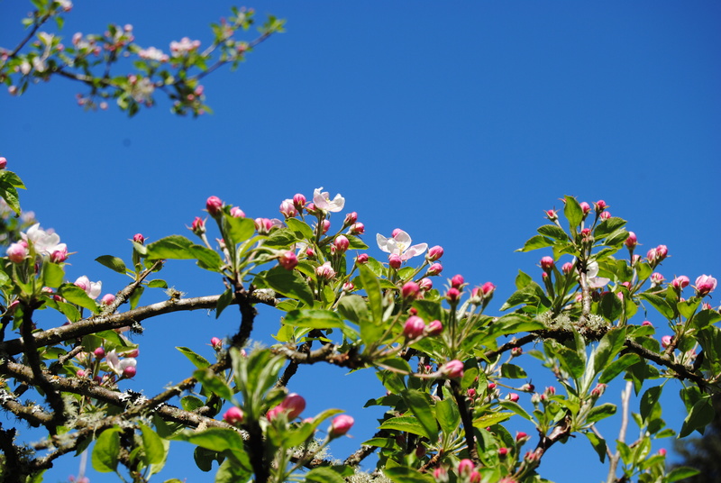 Flowering apple tree.
