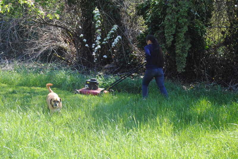 Akiko mowing the grass.