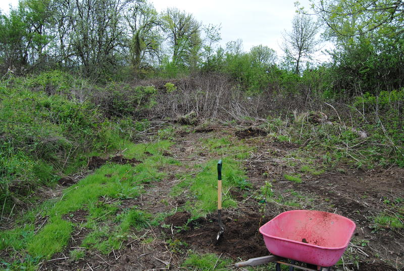 All of the transplanted apple trees.