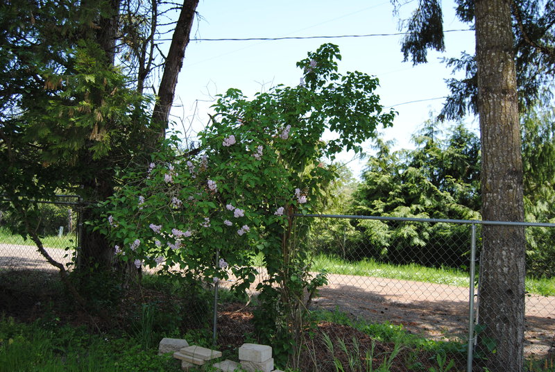 Lilac tree.